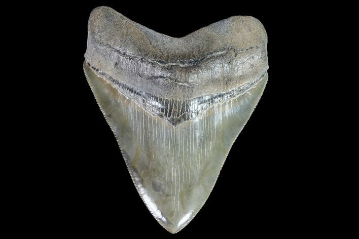 Serrated, Fossil Megalodon Tooth - Collector Quality #90151